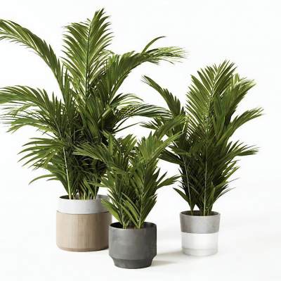 北欧植物 绿植 盆栽